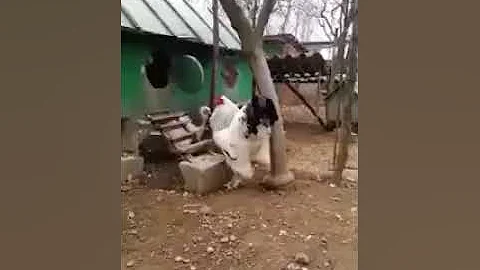 Шок! Самый большой в мире петух.