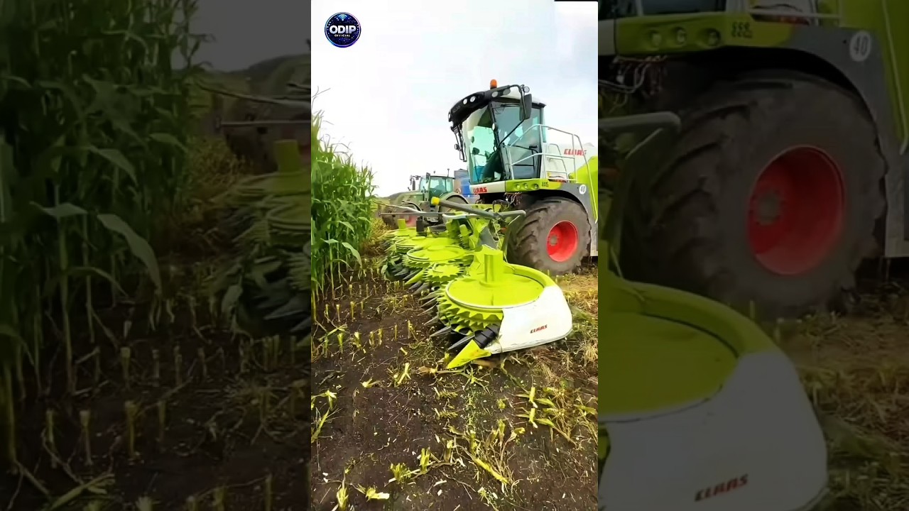 Why Do American Farmers Cut Corn Before It Ripens? 🌽 The Surprising Truth!