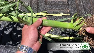 Evaluating Hail Damage on Corn
