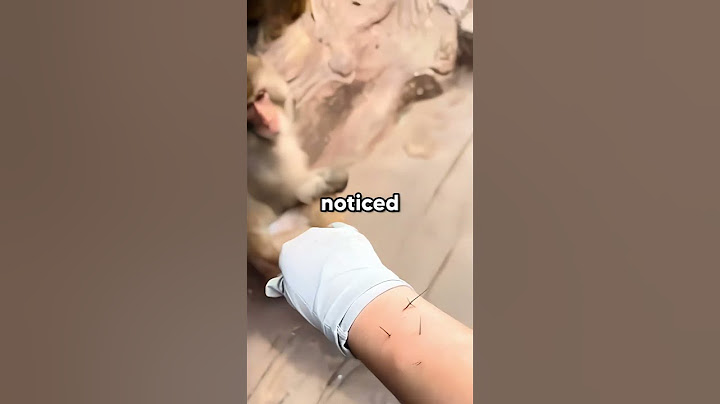 Monkey Saves The Day After Zoo Worker Gets Hurt! 😍