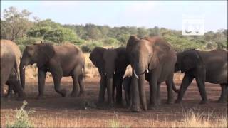 Elephants of South Africa by Russell Clark 487 views 8 years ago 2 minutes, 15 seconds