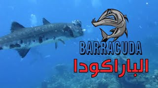 البراكودا أشرس من القرش ولا يمكن صيدها بسهولة | Barracuda Fierce than shark