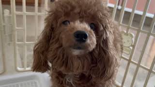 Markipliers Reaction To Blossom The Dog