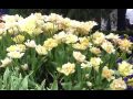 never-ending story(ep33) - flower dome, tulip festival 18/4/14