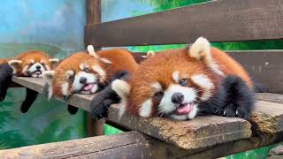 Red panda is so cute. #redpanda #trending #panda #adorable #pets
