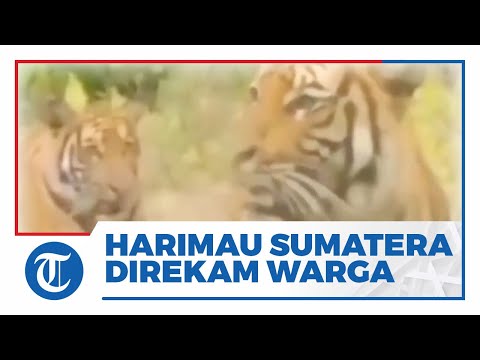 Viral Video Harimau Sumatera Direkam Warga, BKSDA Sumut Pastikan Bukan di Hutan TNGL