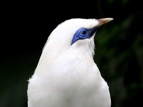 長冠八哥 Bali Mynah 