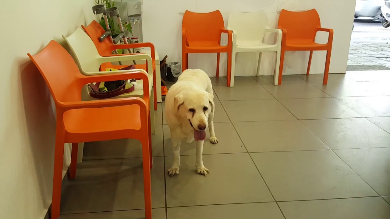 28 6 2016 lucky o At The Vet Clinic YouTube