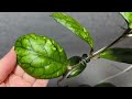 Хойя Meredithii but nice round leaves Hoya cv. EPC-260. 10.06.25.