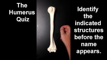 Humerus Structures Quiz