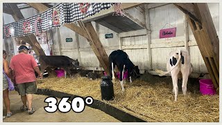 Lancaster Ohio 360° - Cows - Fairfield County Fair Monday (2025)