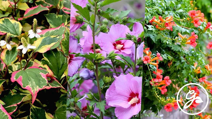 11 Plants Gardeners Regret Planting thumbnail