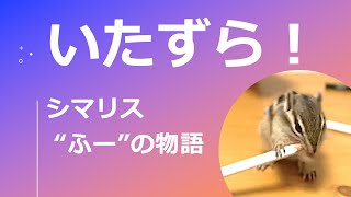 いたずら！  - シマリス “ふー” の物語 -