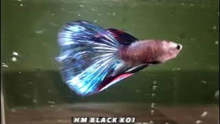 Story wa hm Black koi, (Los Dol - Melisa Idol)