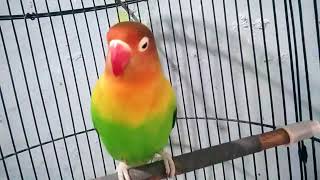 lovebird ngekek.mp4