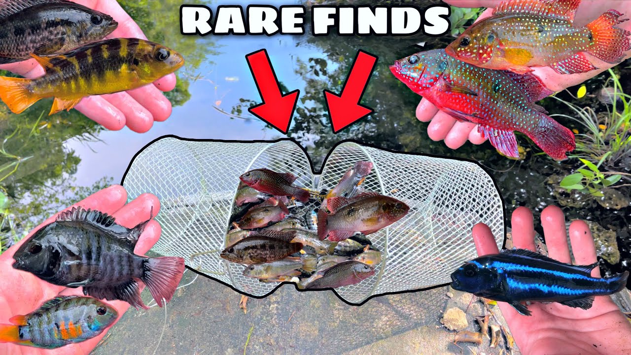 ЛОВЛЯ ДИКИХ АКВАРИУМНЫХ РЫБОК В ТИНИ-КРИК!