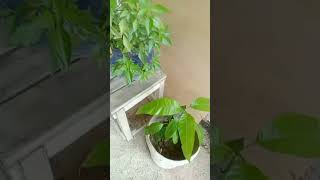 selain ber tukang paksu rajin juga buat tanaman gais