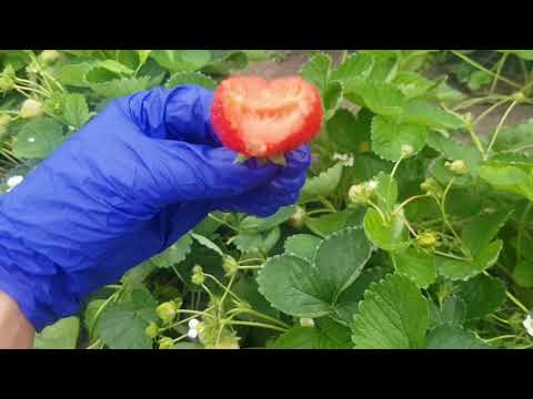 Обзор клубники Гармония