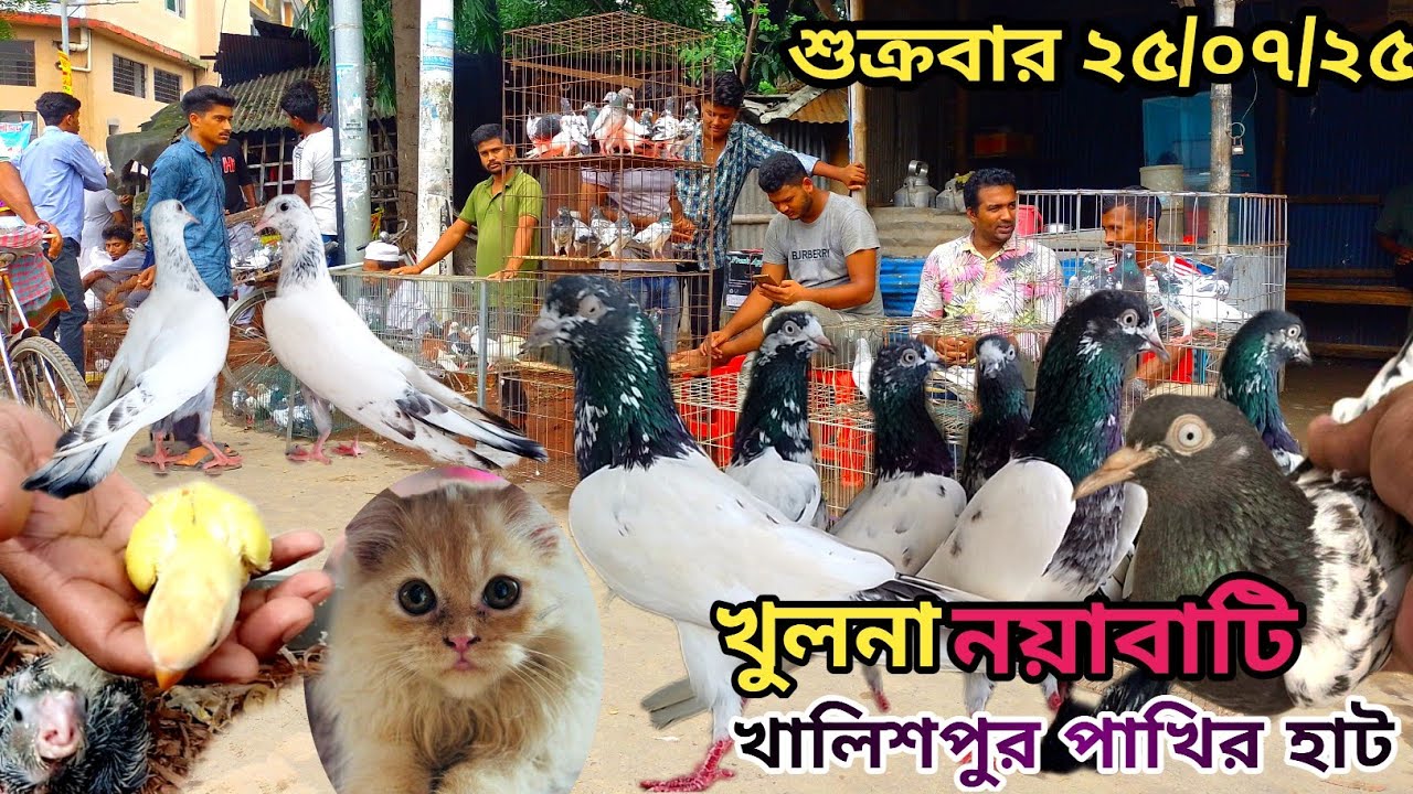 সবথেকে বড়ো কবুতরের হাট খালিশপুর নয়াবাটি(পর্ব ১১৪)largest pigeon market in khulna khalishpur noyab@bd
