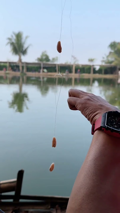 Mancing Ikan Mas Harian