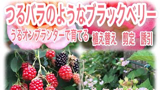 Hydroponics うるオンプランターで育てるブラックベリー