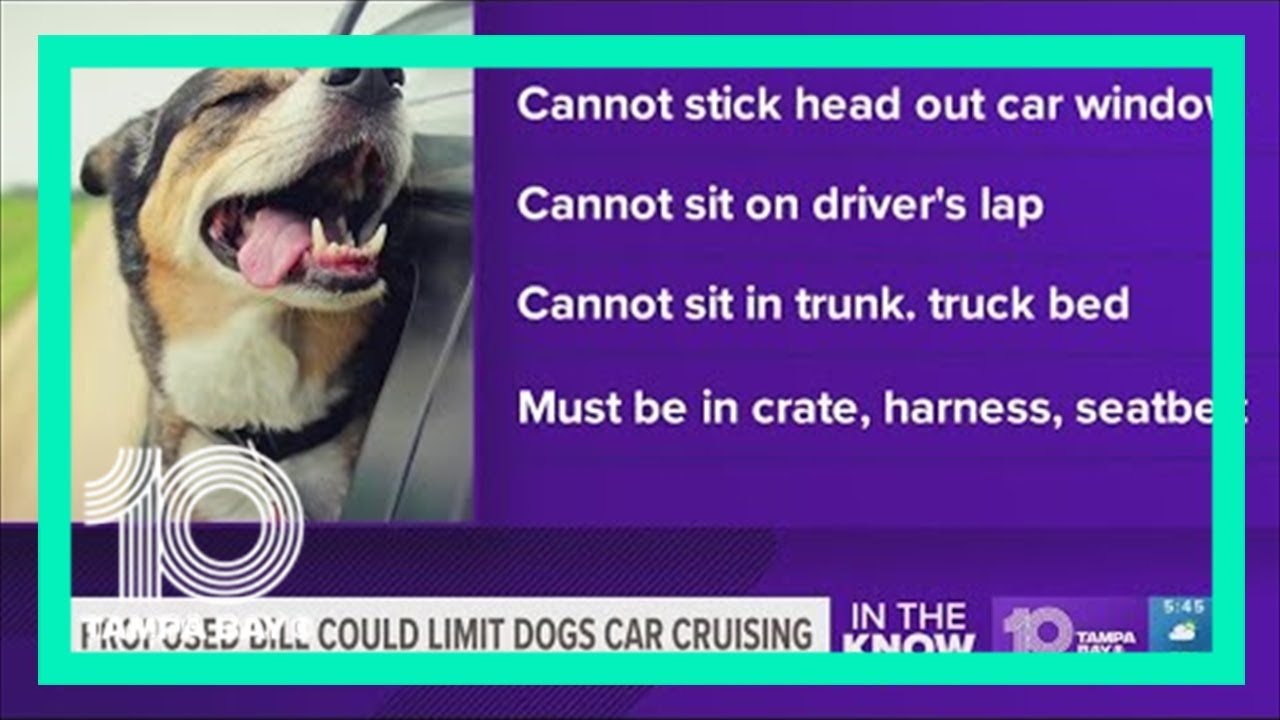 Florida Bill Would Make It Illegal For Dog To Stick Head Out Car Window -  Youtube