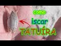 como iscar TATUÍRA (tatuí) - os PAMPOS não resistem