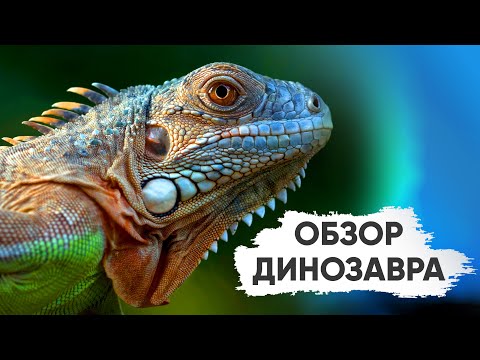 Одно из САМЫХ КРАСИВЫХ террариумных животных ЗЕЛЕНАЯ ИГУАНА