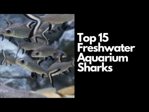 Video: 7 färskvatten akvarium hajfisk, deras beteende och omsorgstips