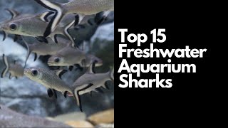 Top 15 Freshwater Aquarium Sharks