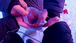 видео: РАТТЛИНЫ которые ЛОВЯТ. Примени ЭТИ ратлины по ПЕРВОМУ ЛЬДУ картинка: РАТТЛИНЫ которые ЛОВЯТ. Примени ЭТИ ратлины по ПЕРВОМУ ЛЬДУ