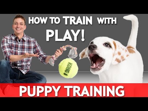 Video: How To Play With A Puppy