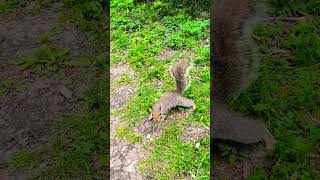 🐿️Two silly squirrels in front of me.. #squirrel #cute #wildlife