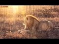 Встреча с золотыми львами на закате. Тайган. Lions life in Taigan.