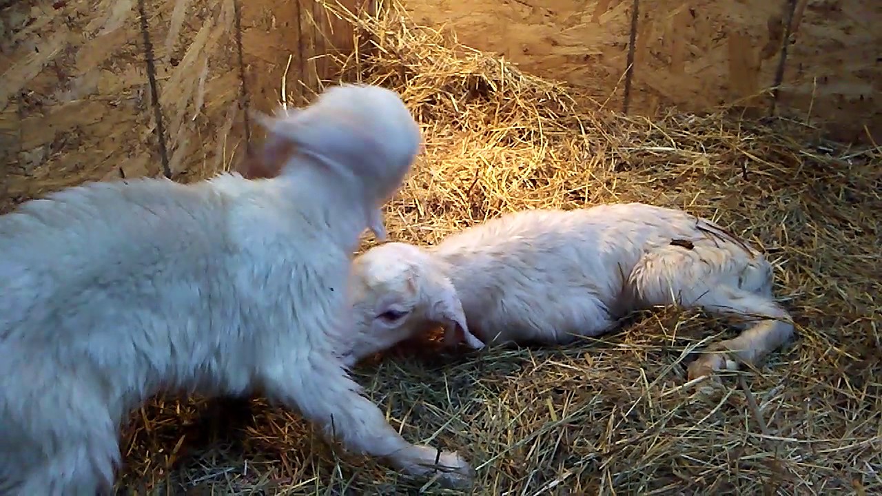 Goat having baby (part 3)