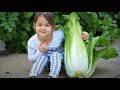 Choose right season and grow delicious Chinese cabbage