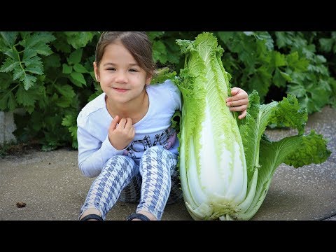 Choose right season and grow delicious Chinese cabbage