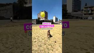 Dónde ir con tu perrito: Las Islas de CU - Dónde Ir