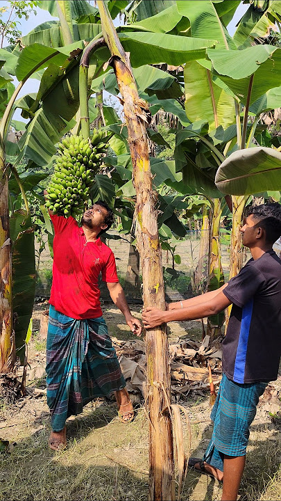 Banana Harvest (Ep- 4328)