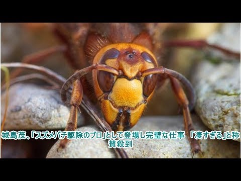 城島茂、「スズメバチ駆除のプロ」として登場し完璧な仕事　「凄すぎる」と称賛殺到