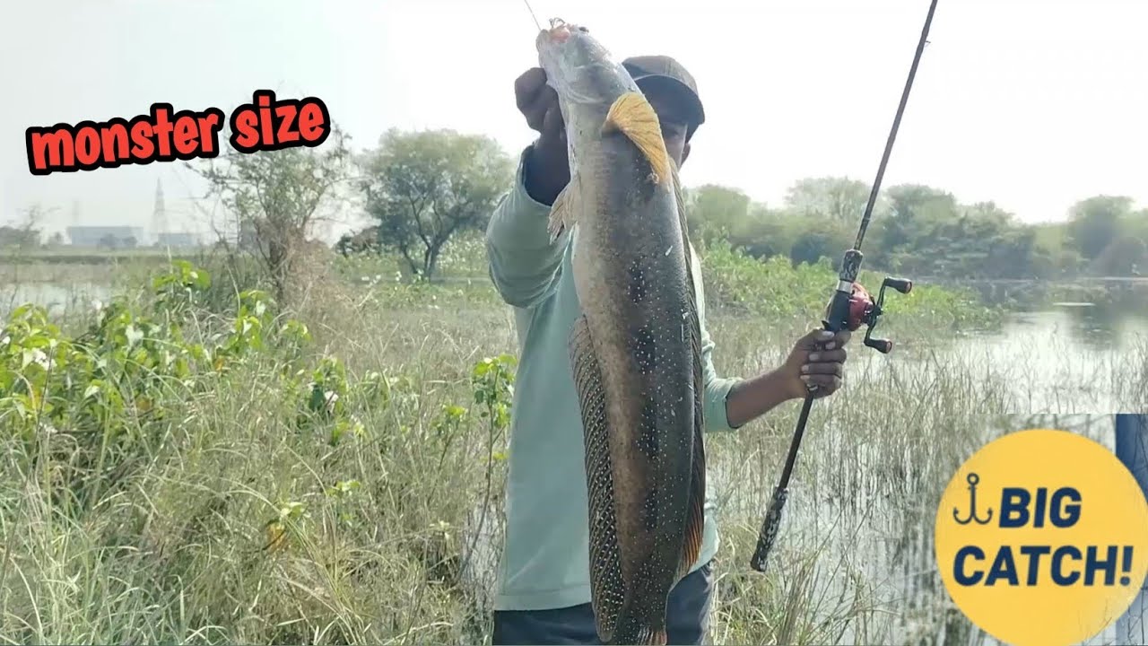 Big monster tiger snakehead catch in Indian village Rivers | snakehead Fishing video | #crazynaik