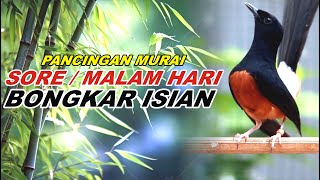 🔴 LIVE 10 - Pancingan Murai Batu Malam Hari Full Isian Tembakan Panjang Murai Apapun Pasti Nyaut