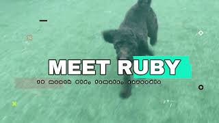 Ruby Training Video