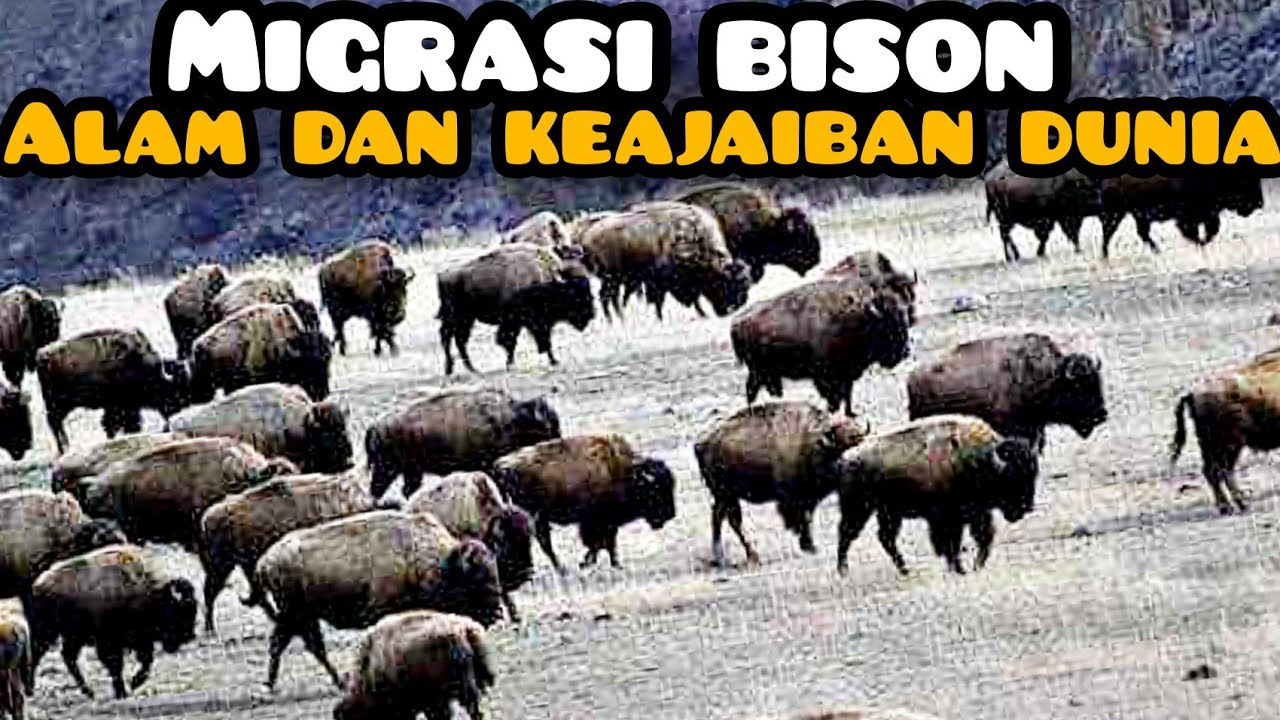 Rahasia perjalanan besar migrasi bison yng jarang diketahui