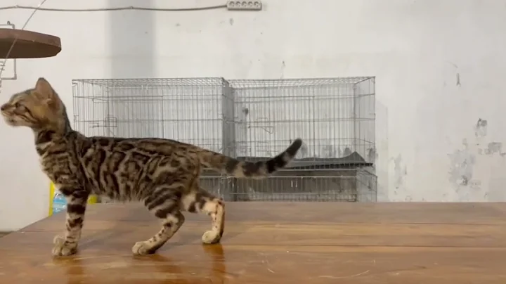 Watch the video about KUCING BENGAL KUROMICHI CATTERY JEMBER
