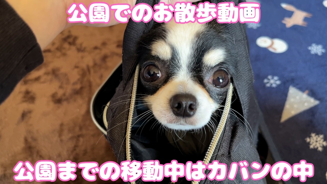 カバンから出てきたチワワ、公園の洗礼を受ける😂【北海道帯広市