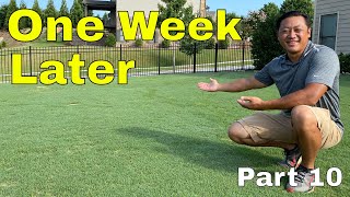 [TOP DRESSING RESULTS] How to FIX an UGLY LAWN | Golf Course Lawn RENOVATION screenshot 5