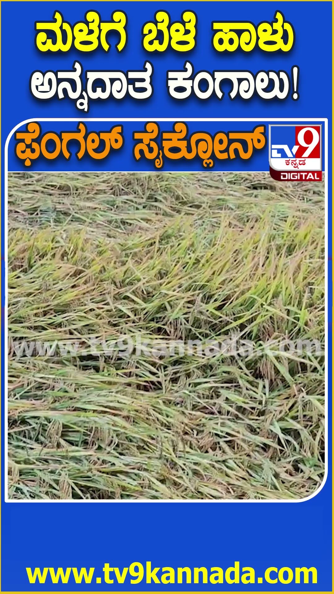 Paddy Crop Loss: ಮಳೆಗೆ ಕಟಾವಿಗೆ ಬಂದಿದ್ದ ಭತ್ತದ ಬೆಳೆ ಹಾನಿ.. ಪರಿಹಾರ ನೀಡುವಂತೆ ಕೊಪ್ಪಳ ರೈತರ ಮನವಿ| #TV9D