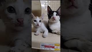 மோராவின் தத்துவம்😮‍💨😂 #cat #fypシ #yt #funny #mora #cute #viral #love #comedy #reels #trending