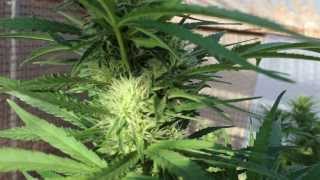 2013 medical grow